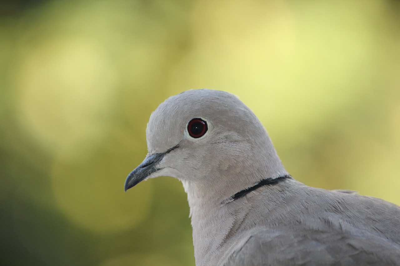 russula dove bird free photo