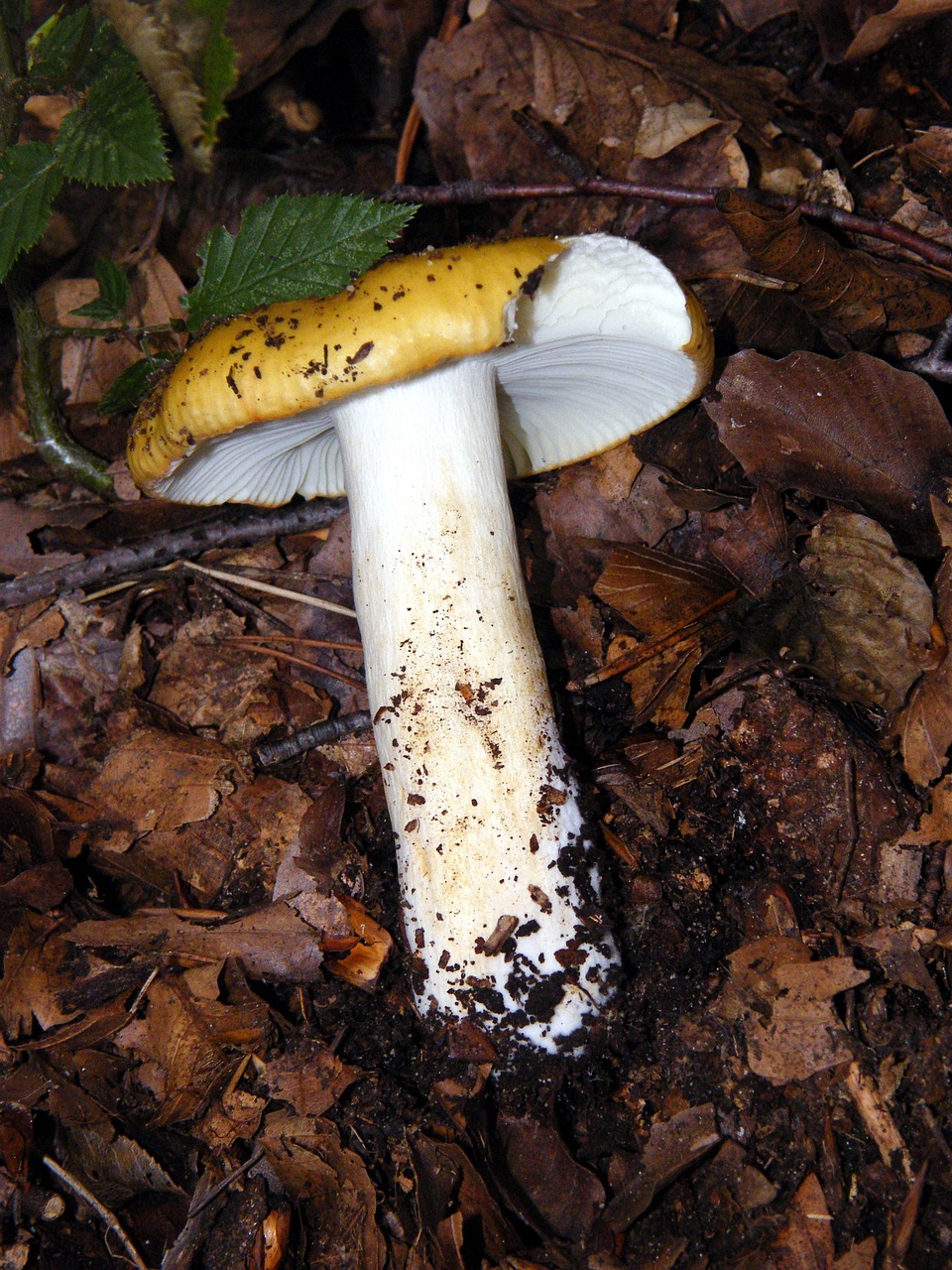 russula mushrooms forest free photo