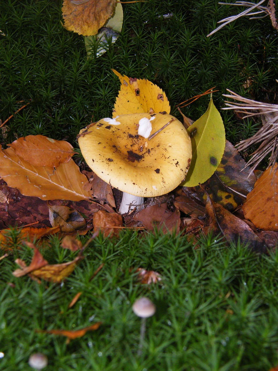russula mushrooms forest free photo