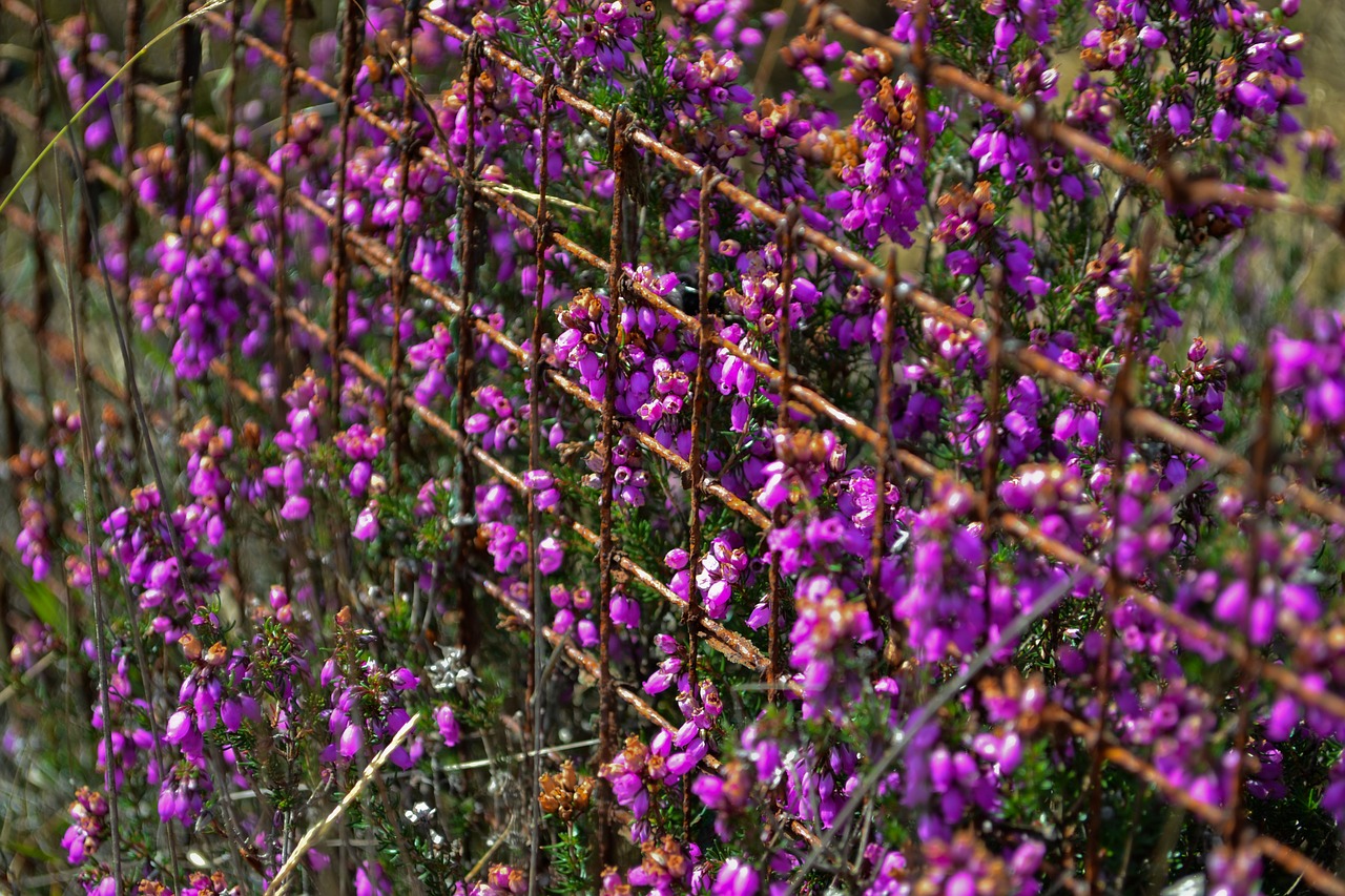 rust  plant  violet free photo