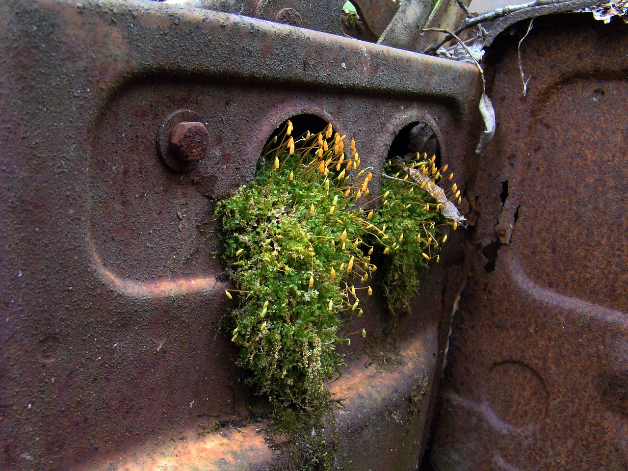 rust moss scrap free photo