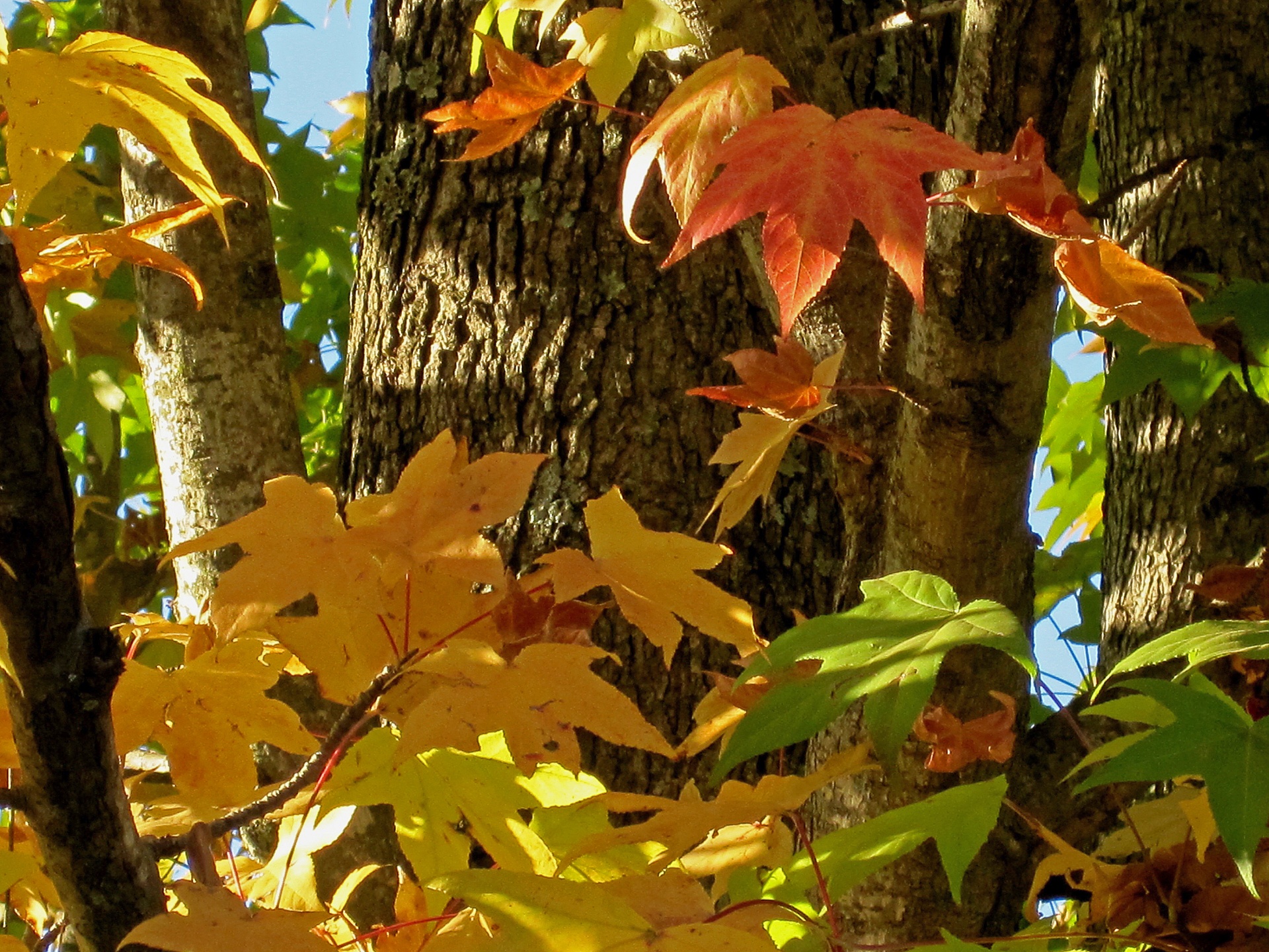 trees leaves green free photo