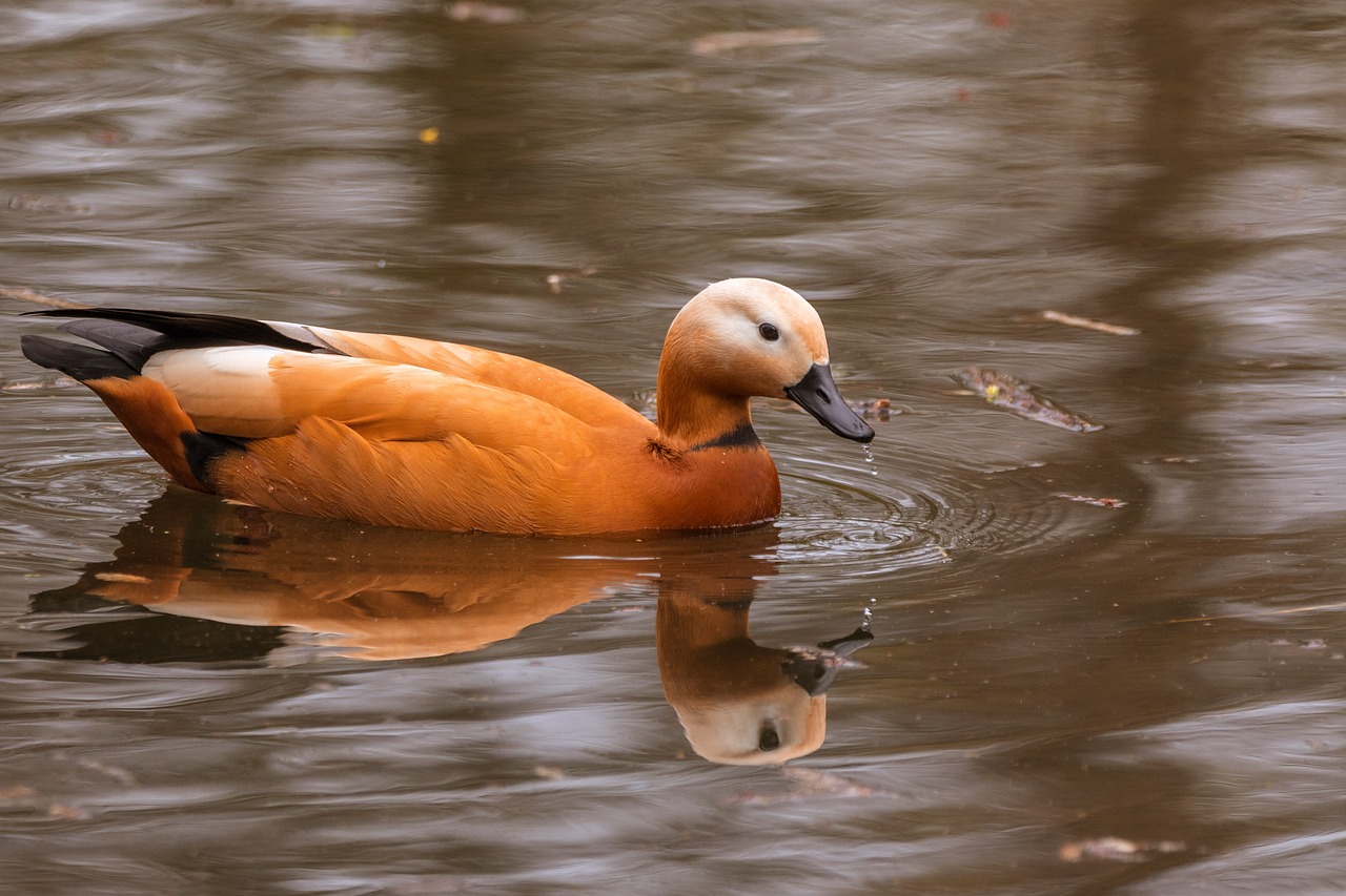 rust goose tadorna ferruginea water bird free photo