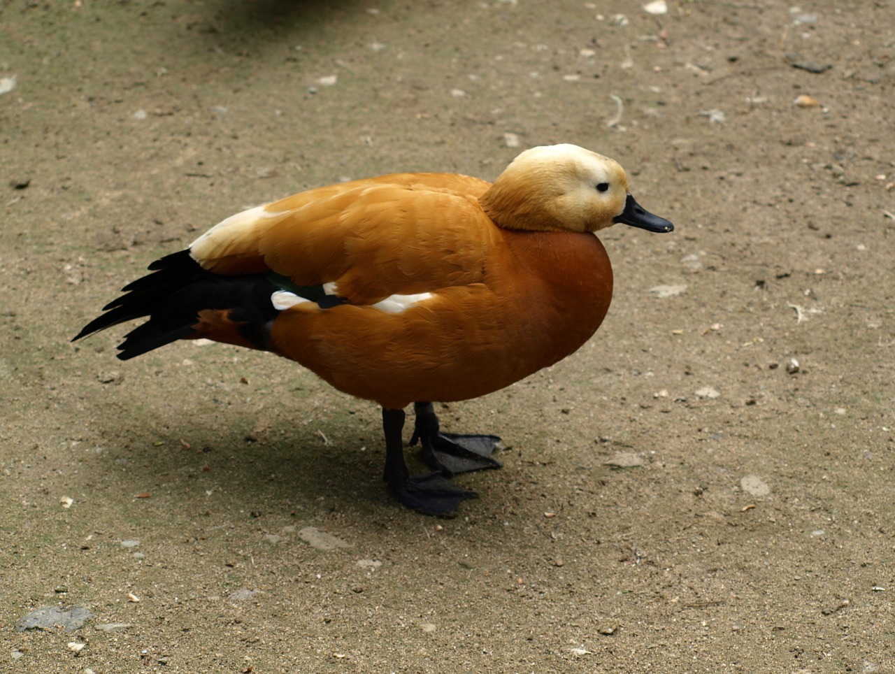 rust goose goose bird free photo