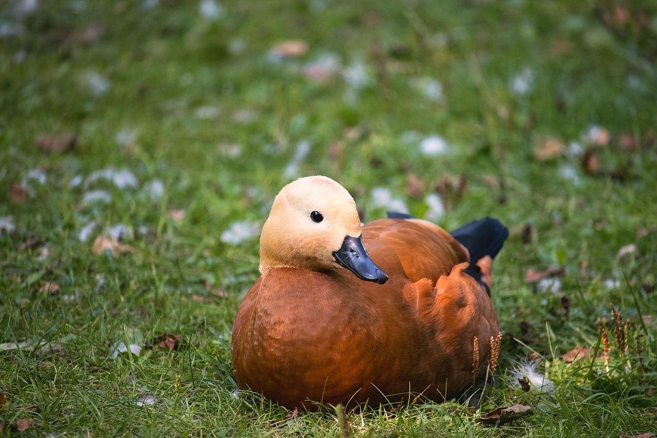 rust goose  goose  water bird free photo