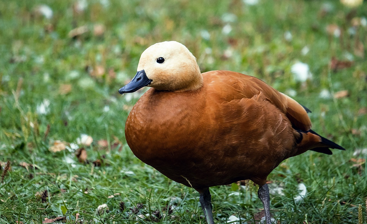 rust goose  goose  bird free photo