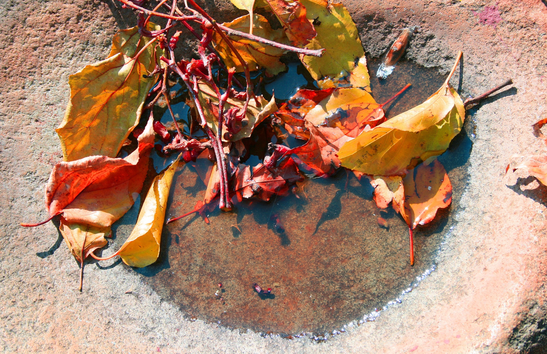 leaves autumn rust free photo