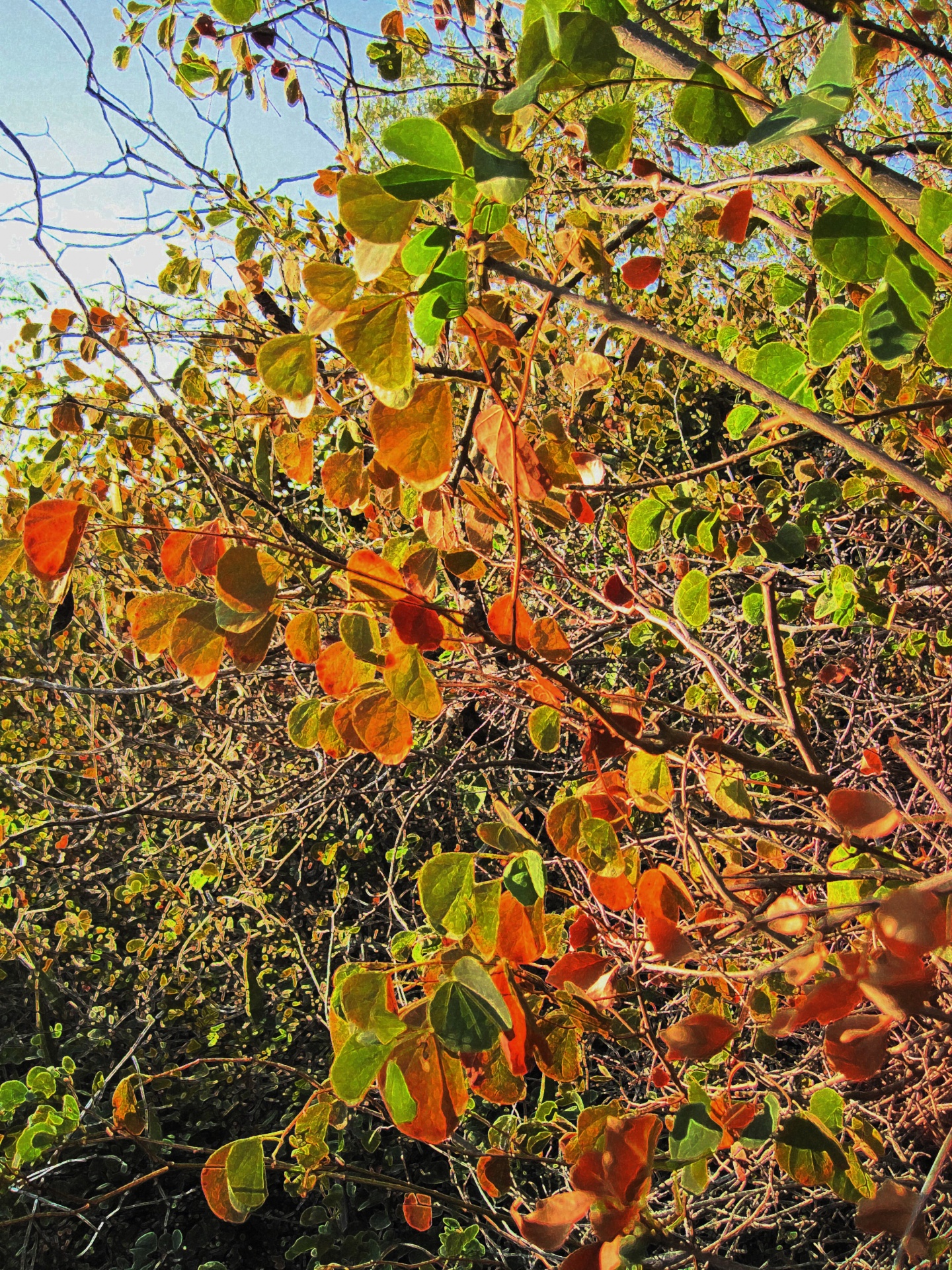 leaves rust autumn free photo