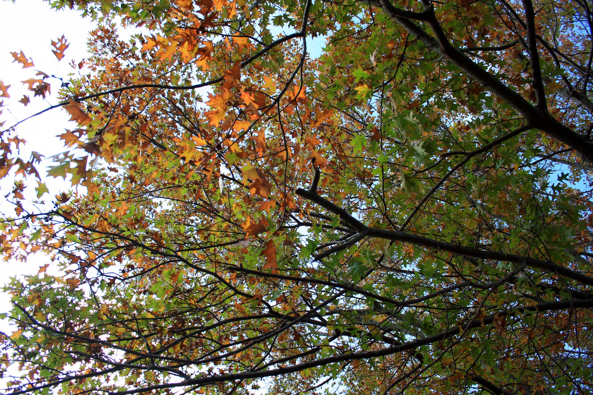 leaves orange rust free photo