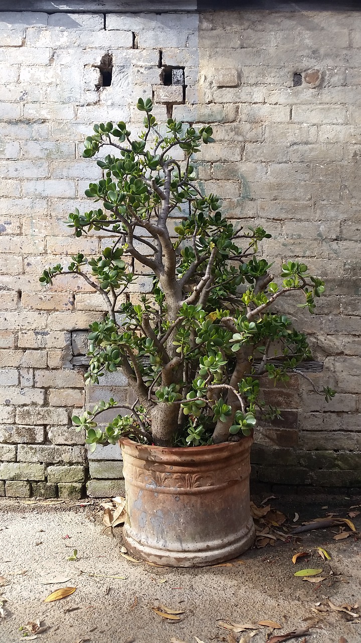 crassula ovata potted plant money tree free photo