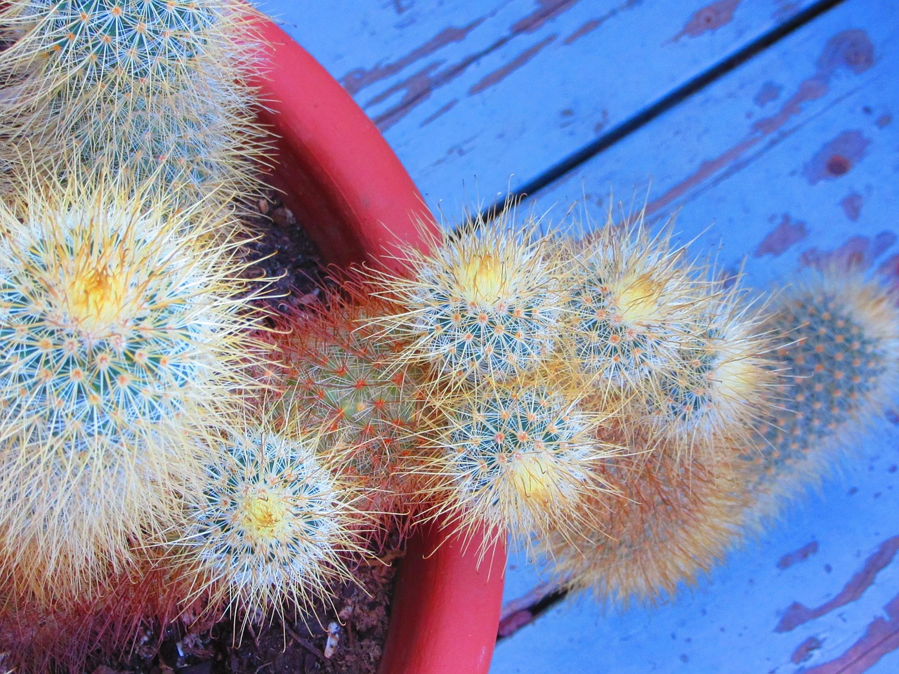 rustic blue cactus free photo