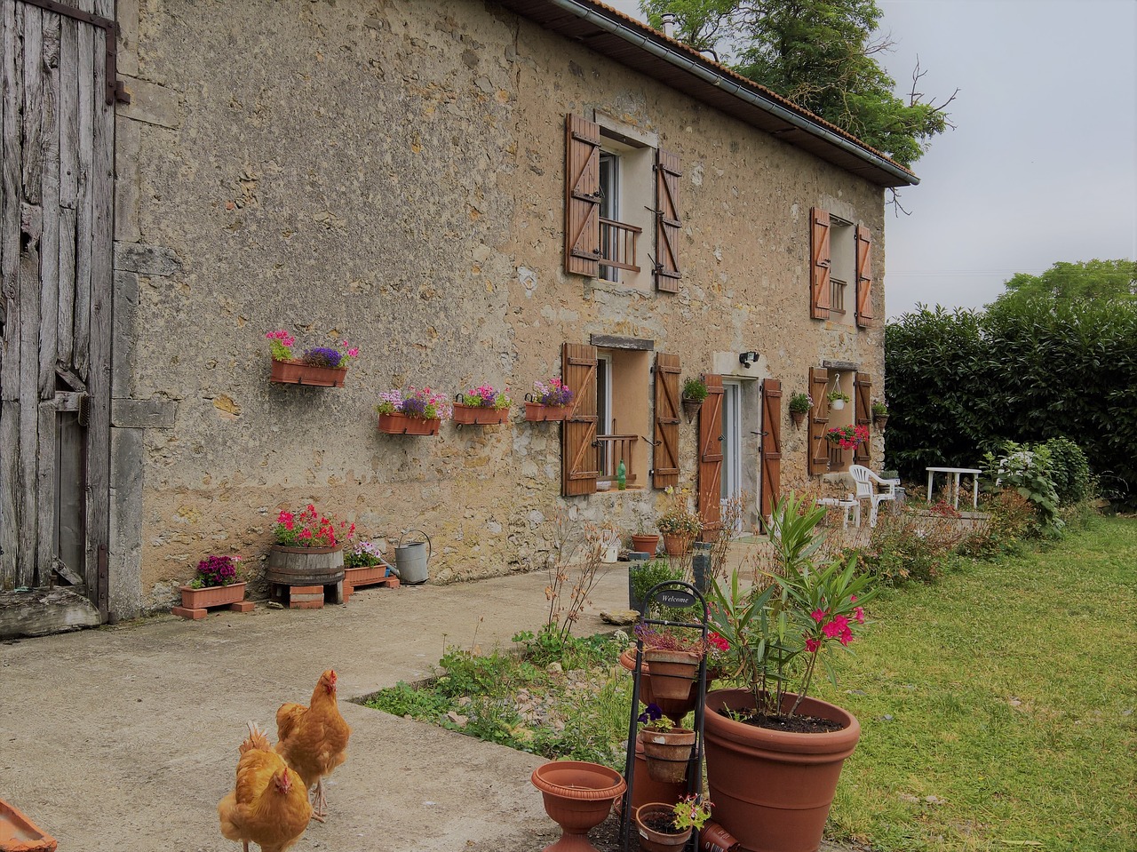 rustic france chickens free photo