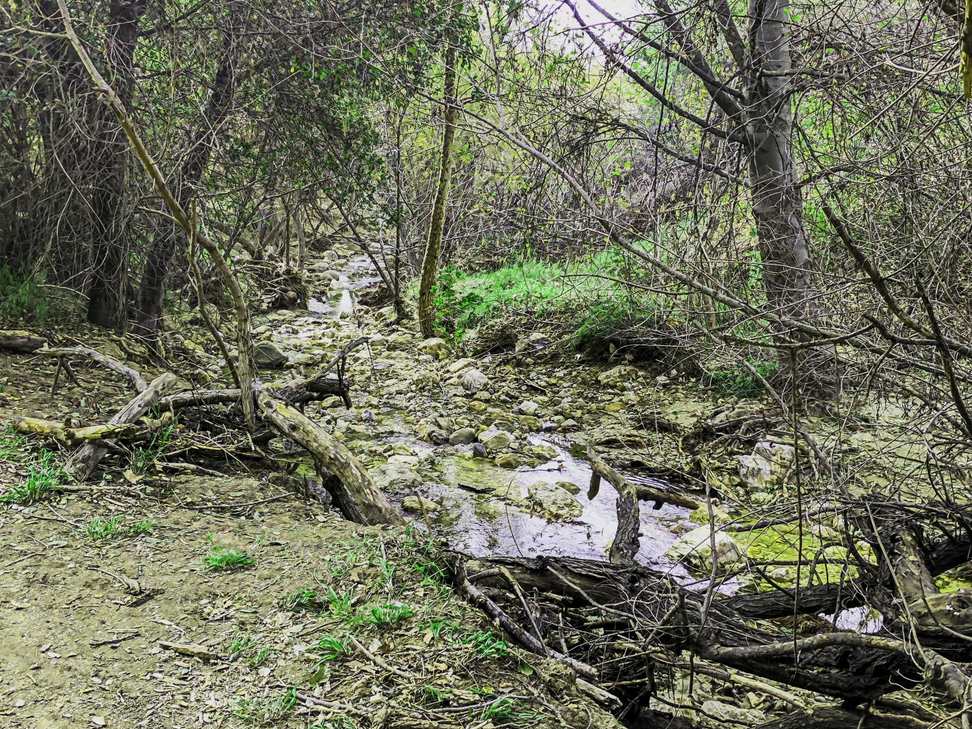 creek brook stream free photo