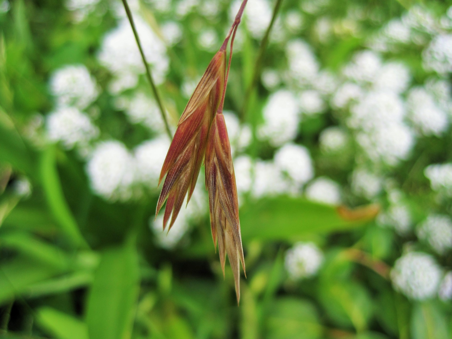 grass wild seeds free photo