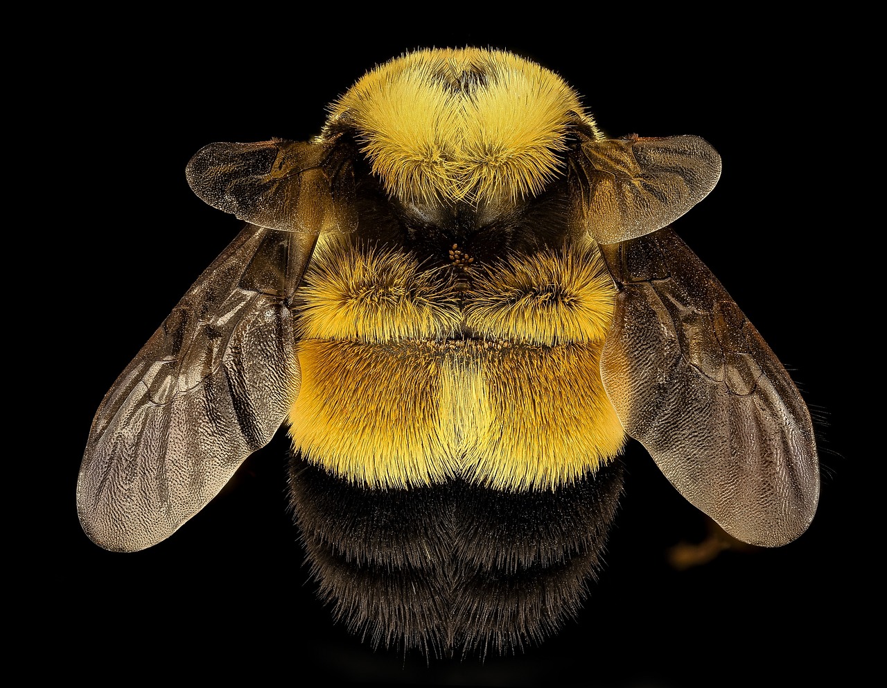 rusty patched bumble bee queen female free photo