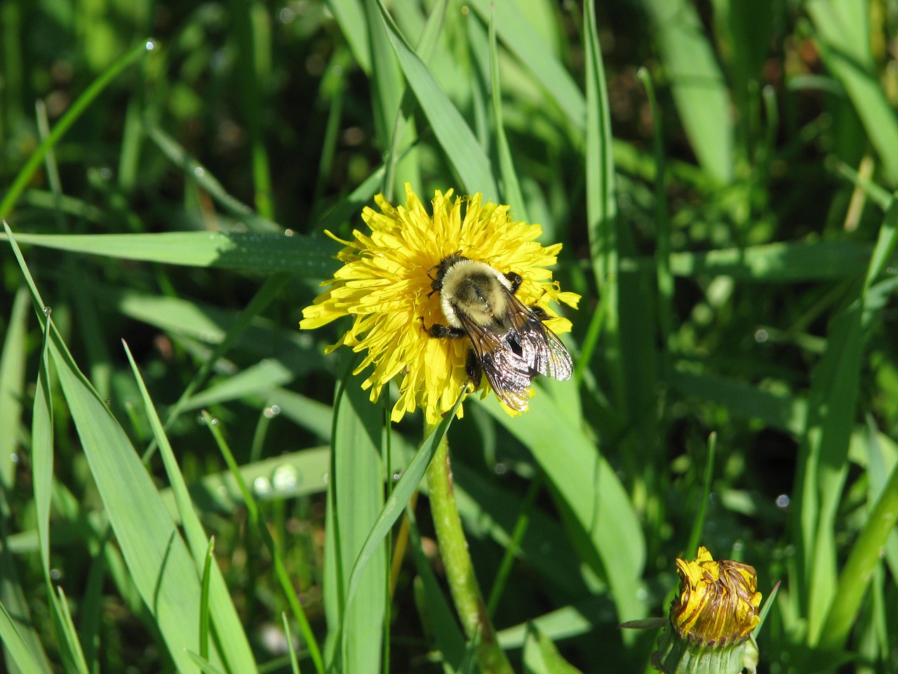 rusty patched bumblebee  bombus affinis  endangered free photo