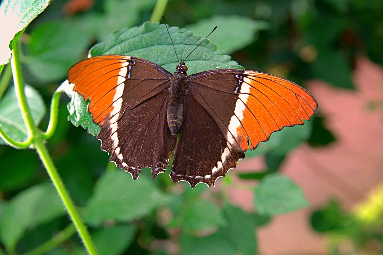 rusty-tipped page butterfly  wings  black free photo