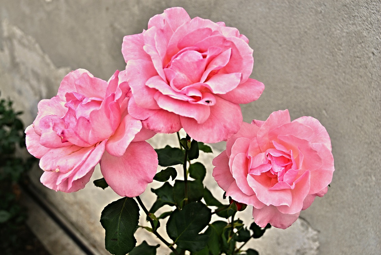 ruzovy pink rose flower free photo