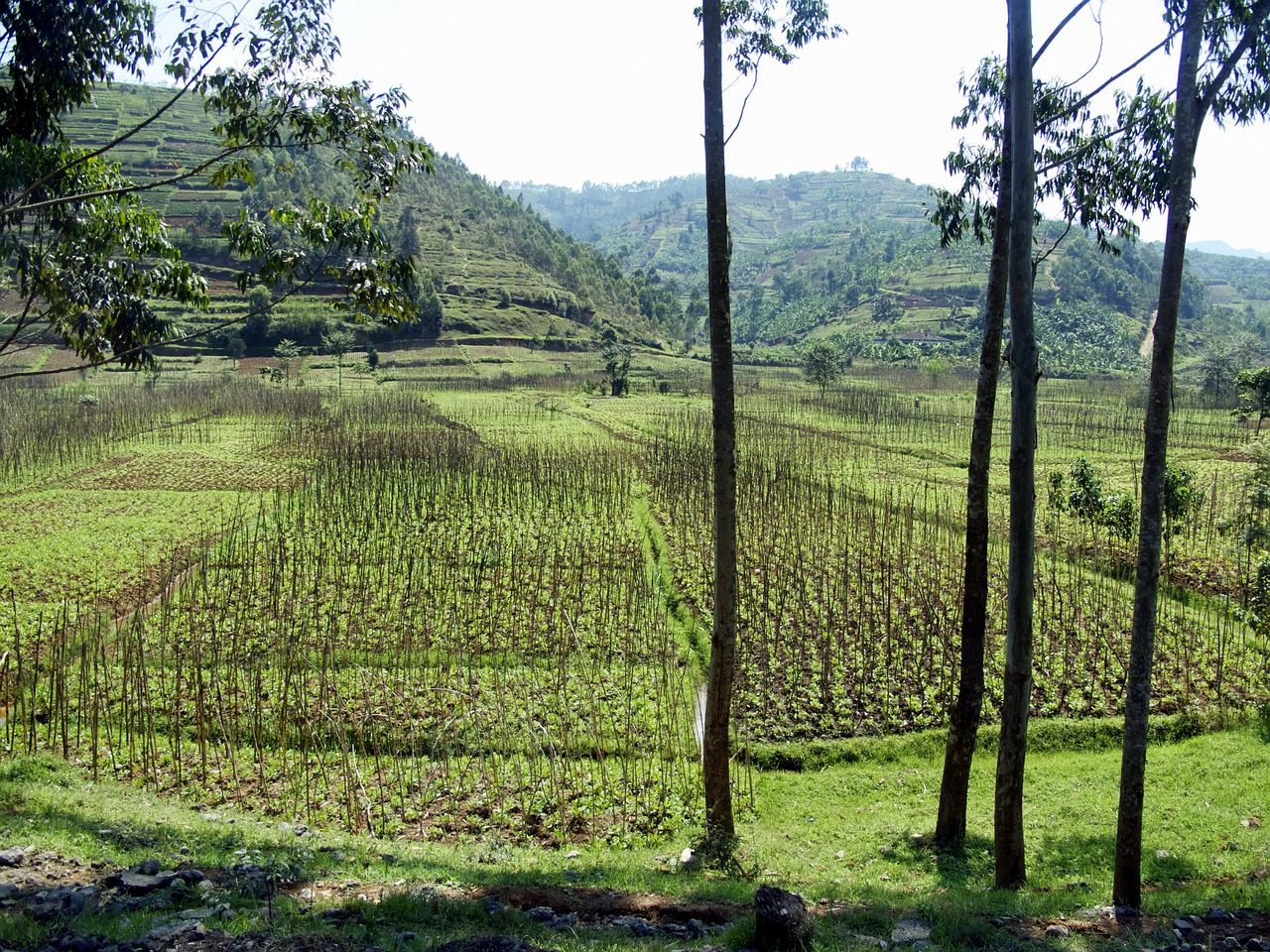 rwanda landscape rice free photo