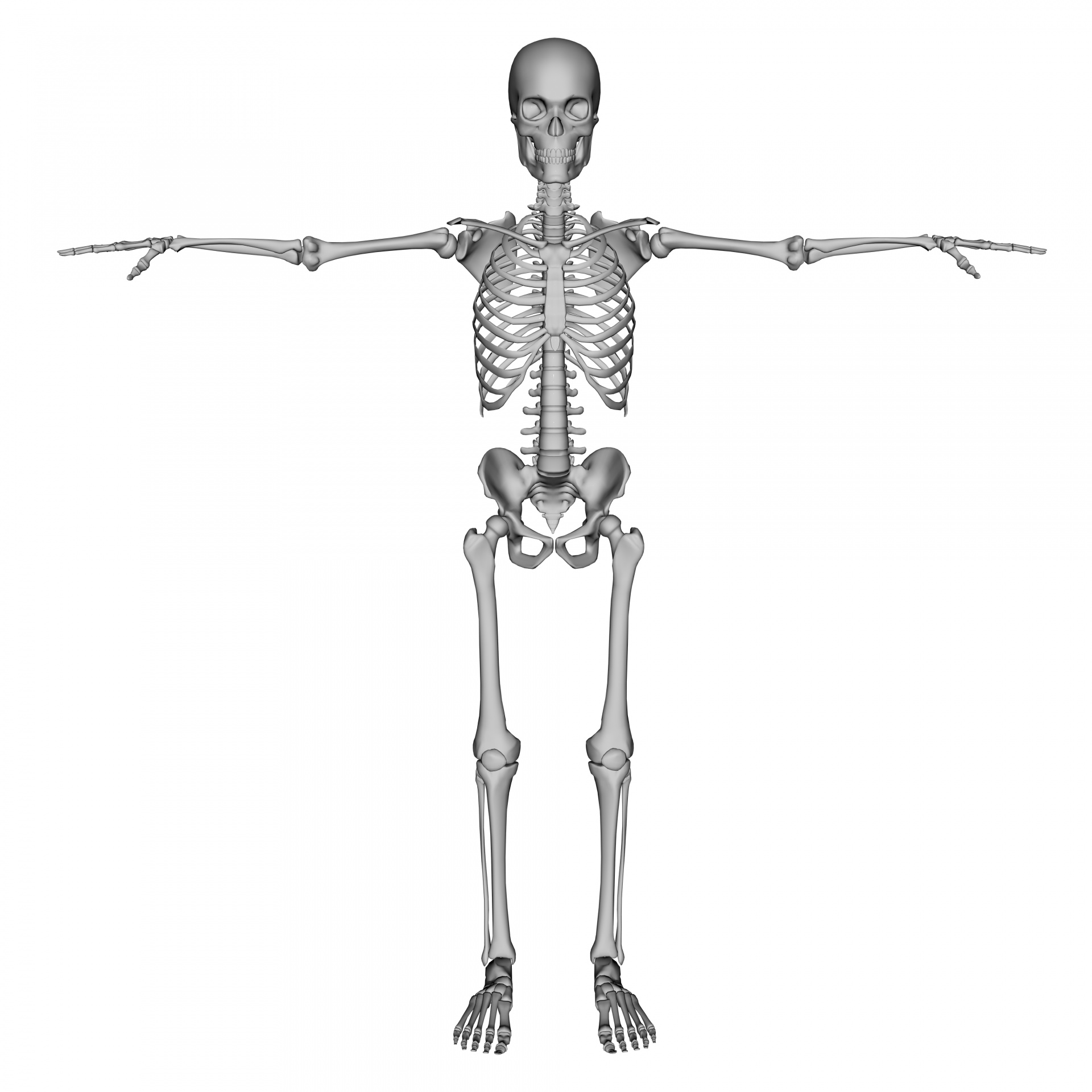 skeleton ryan grey free photo