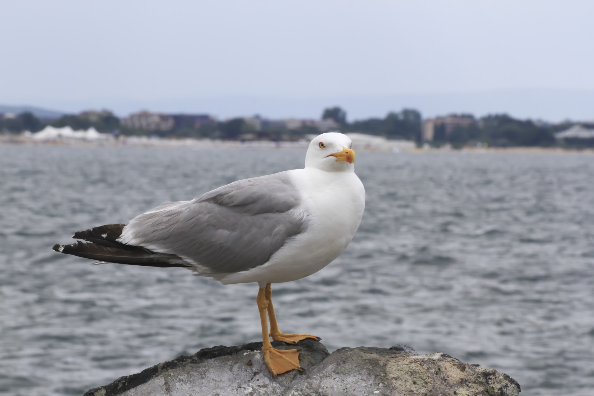 bird seagull sea free photo