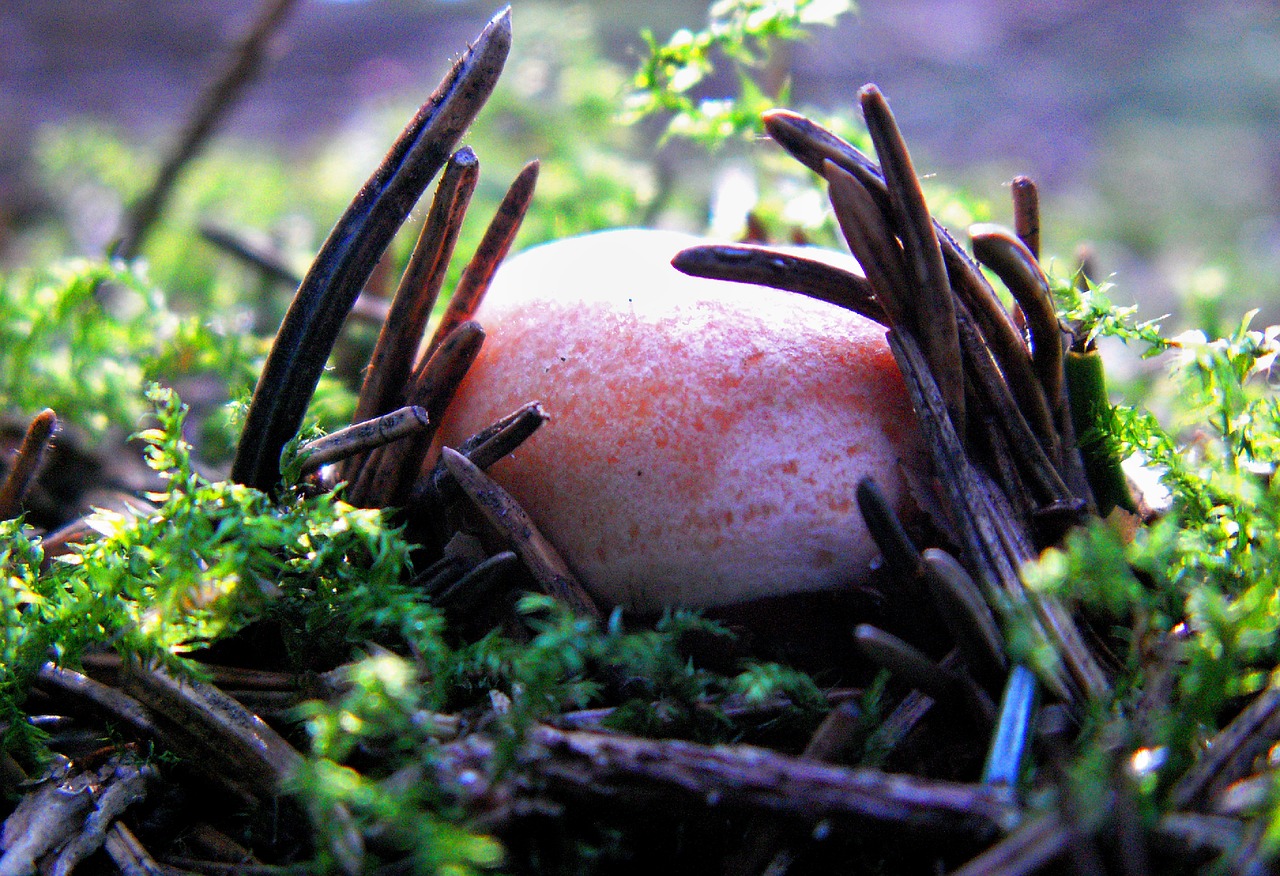 rydz  mushroom edible  autumn free photo
