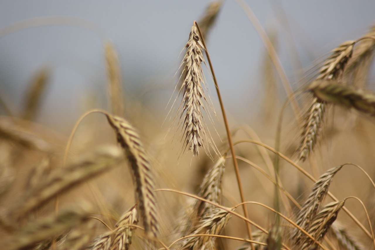 rye grain cereal free photo