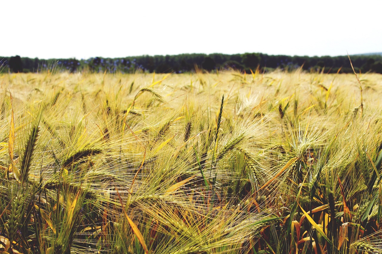 gersten barley field cereals free photo