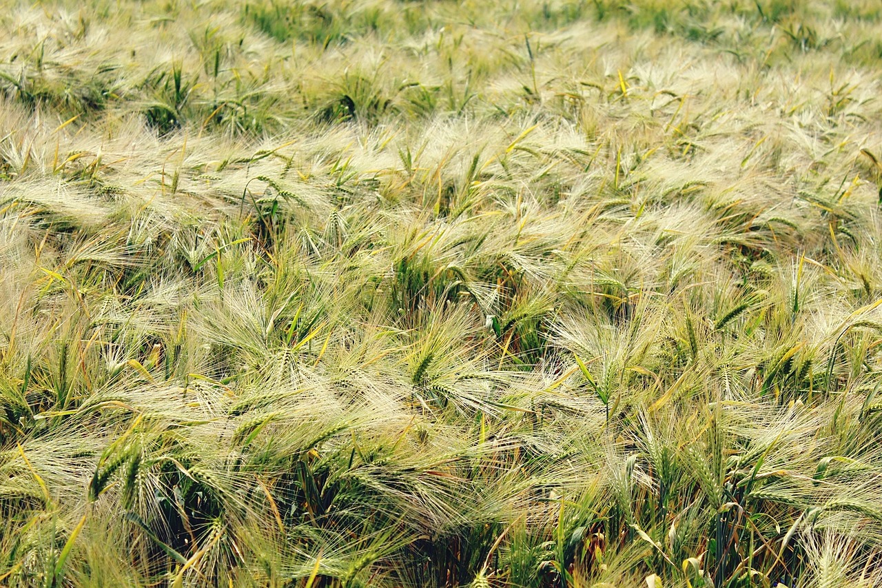 gersten barley field cereals free photo