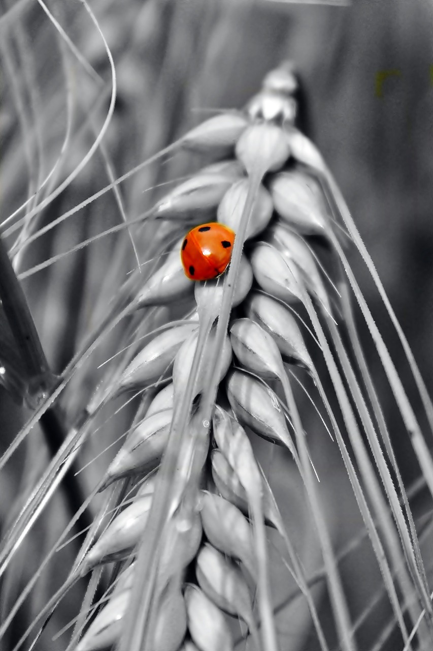 gersten cereals grain free photo