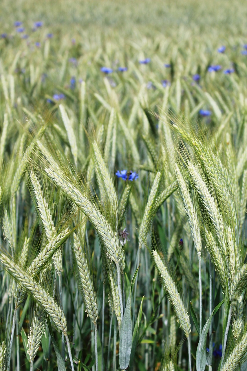 rye rye field cereals free photo