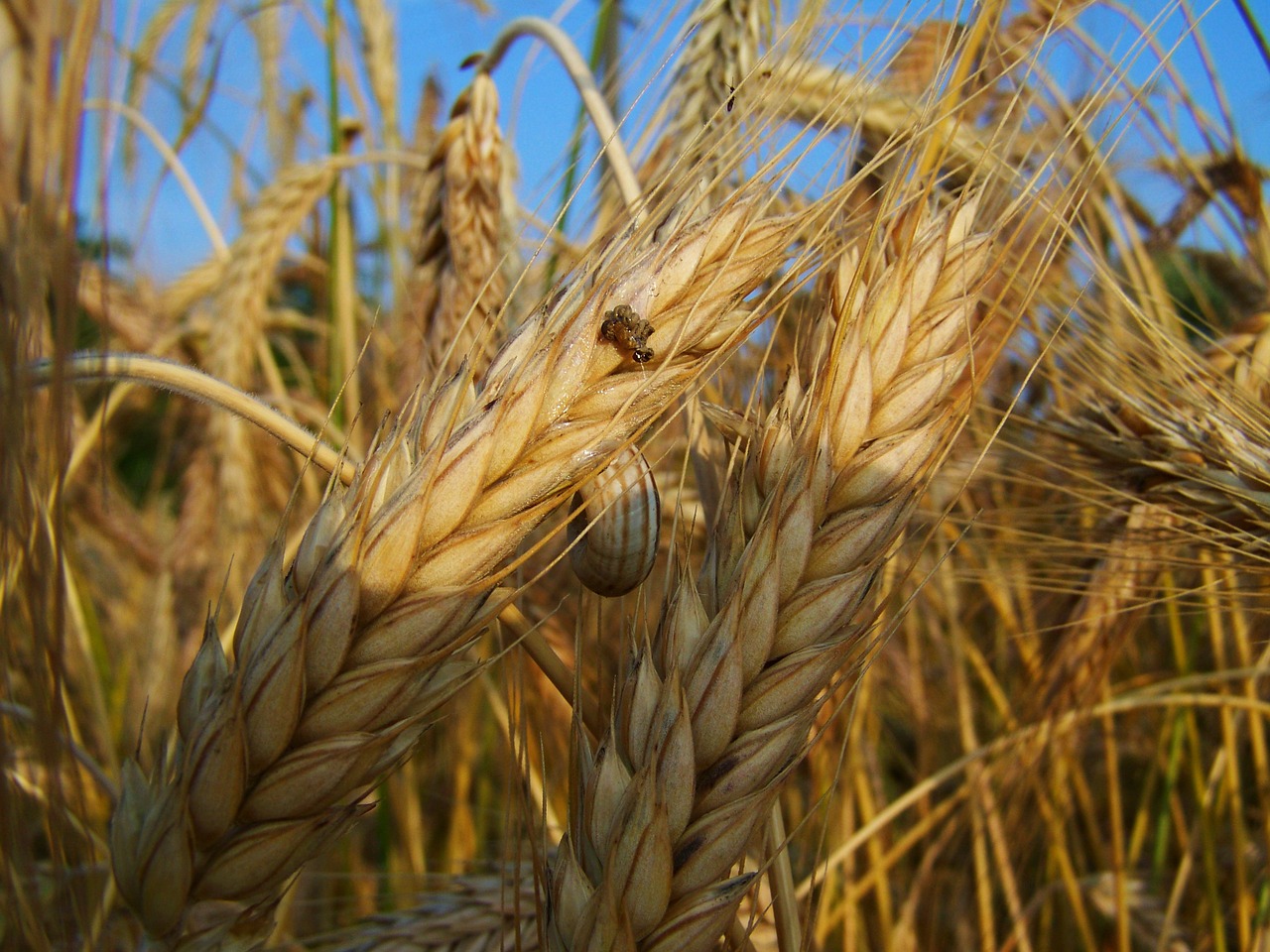 rye mature grain summer free photo