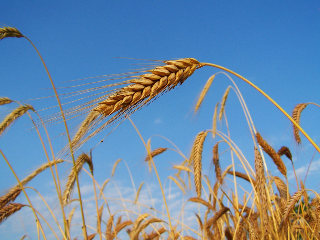 rye mature grain summer free photo