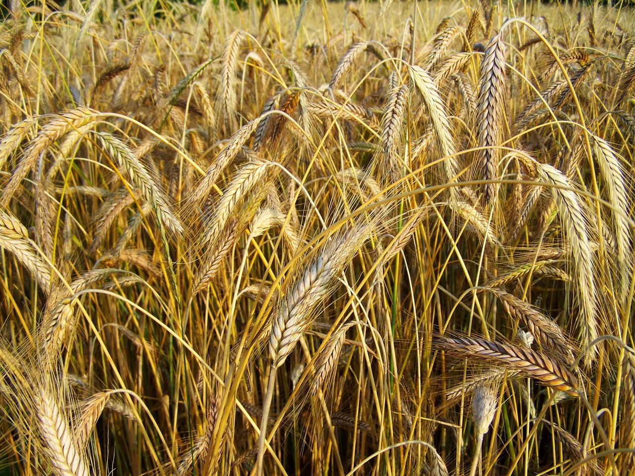 rye mature grain summer free photo