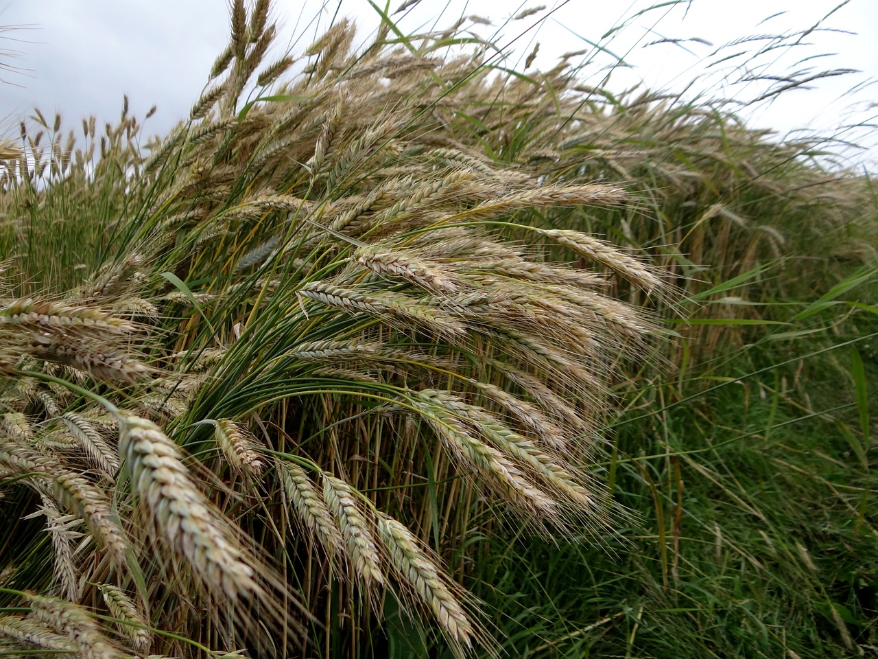 rye cereals ear free photo