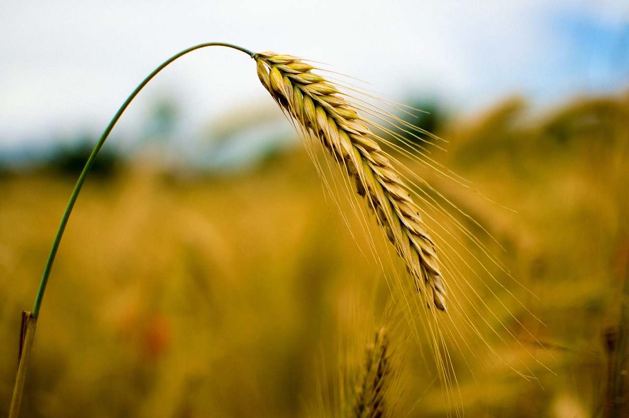 rye cereals wheat free photo