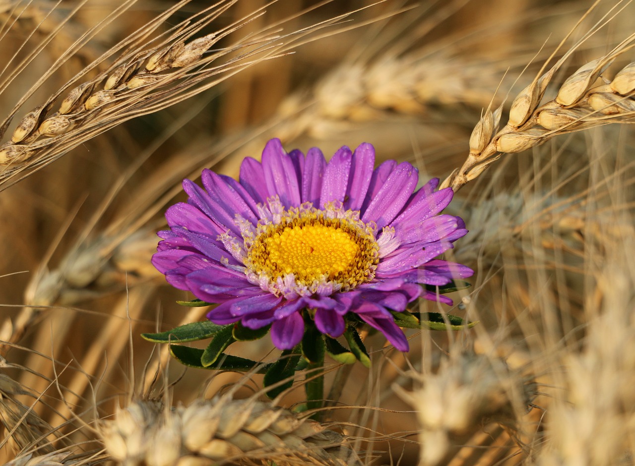 rye spikes flower free photo