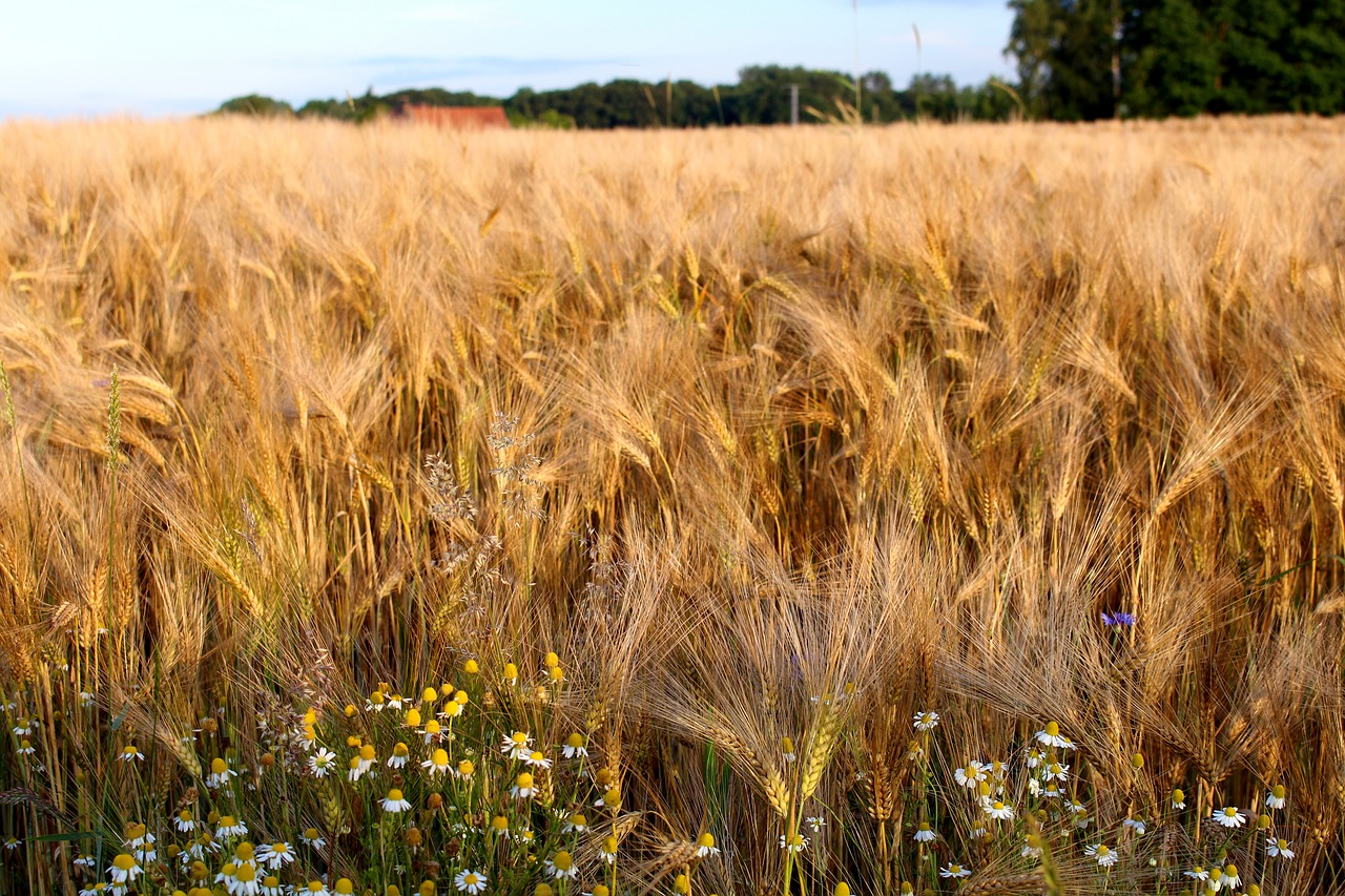 rye cereals nature free photo