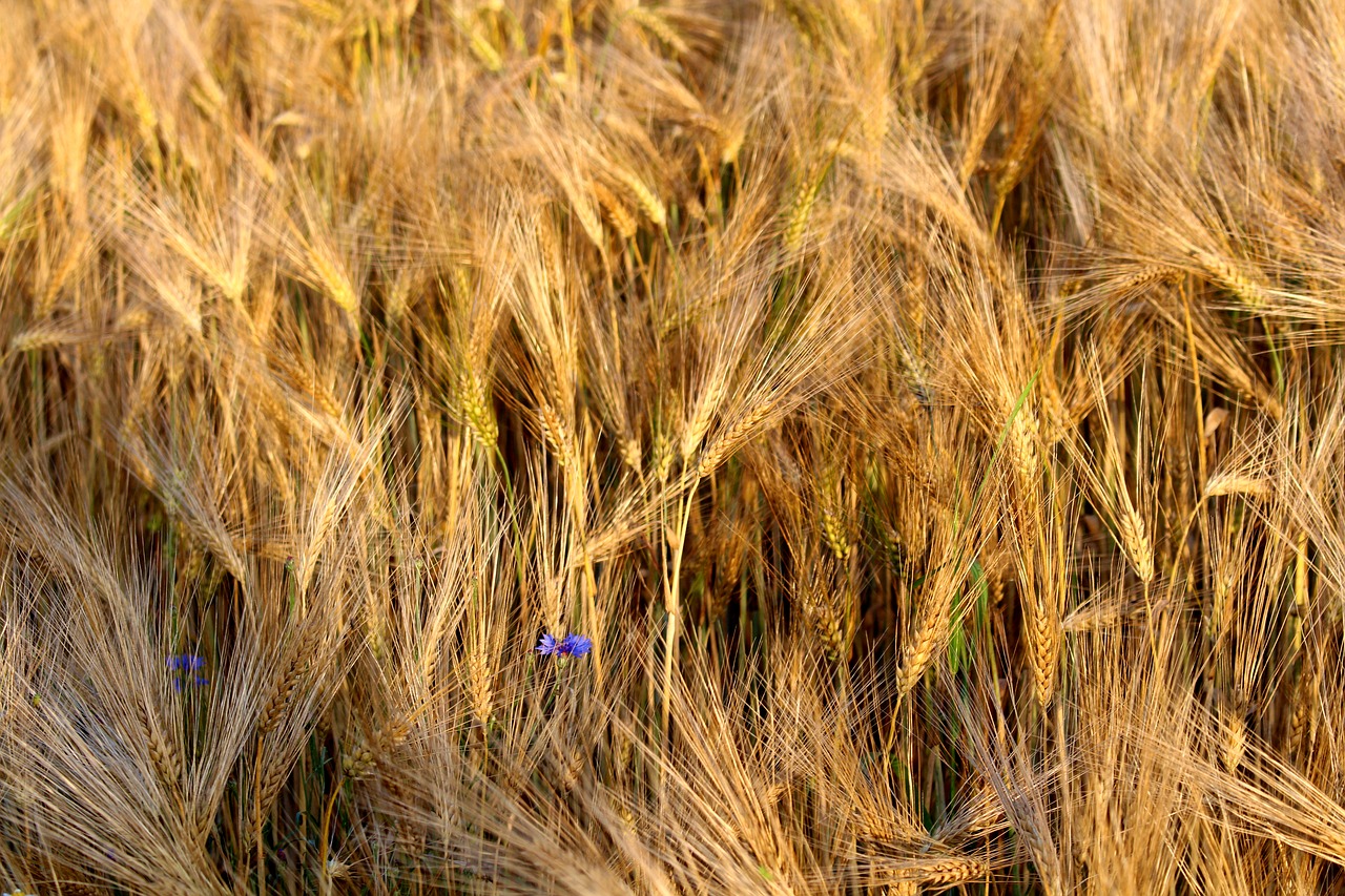 rye cereals nature free photo
