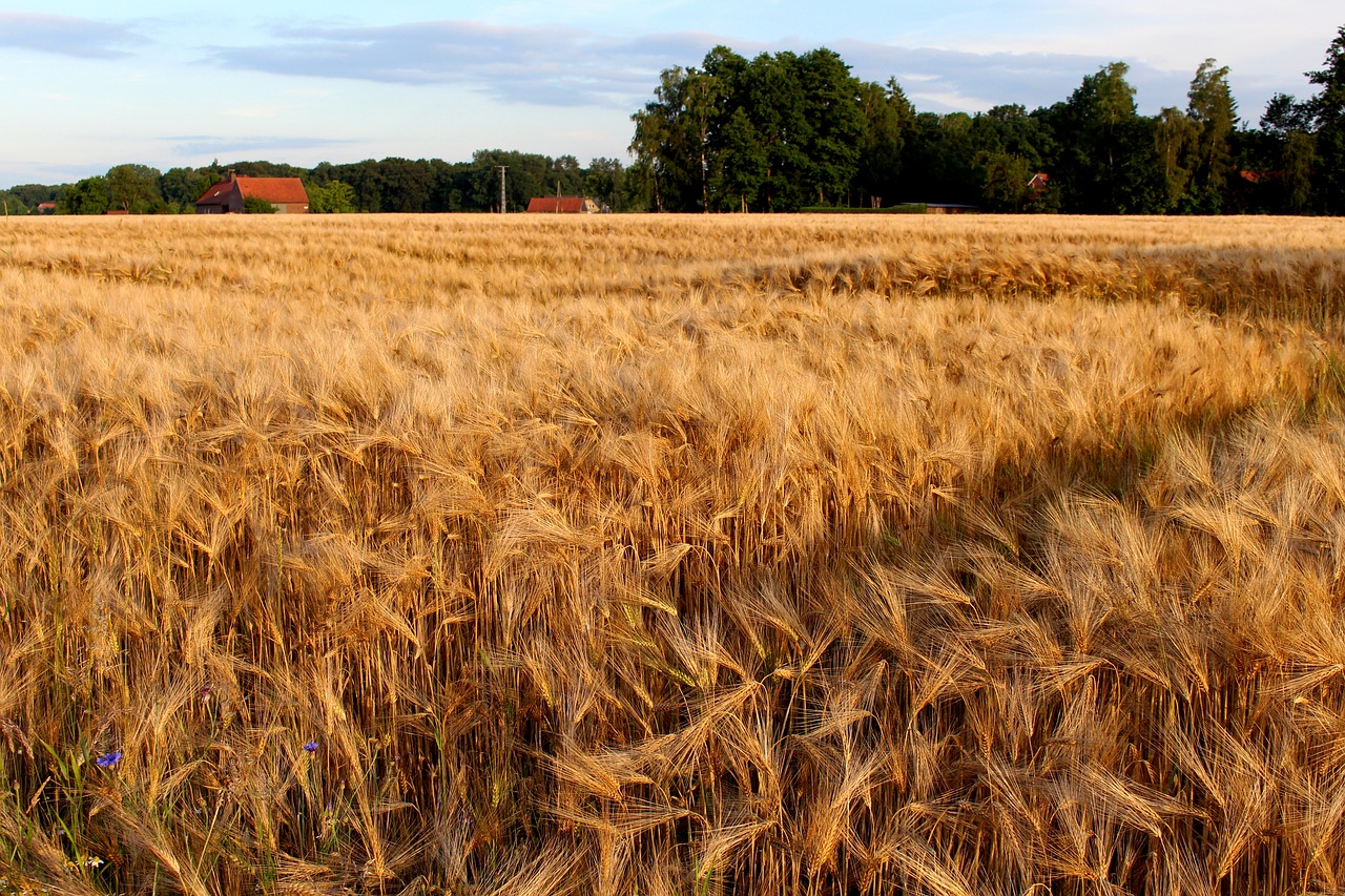 rye cereals nature free photo