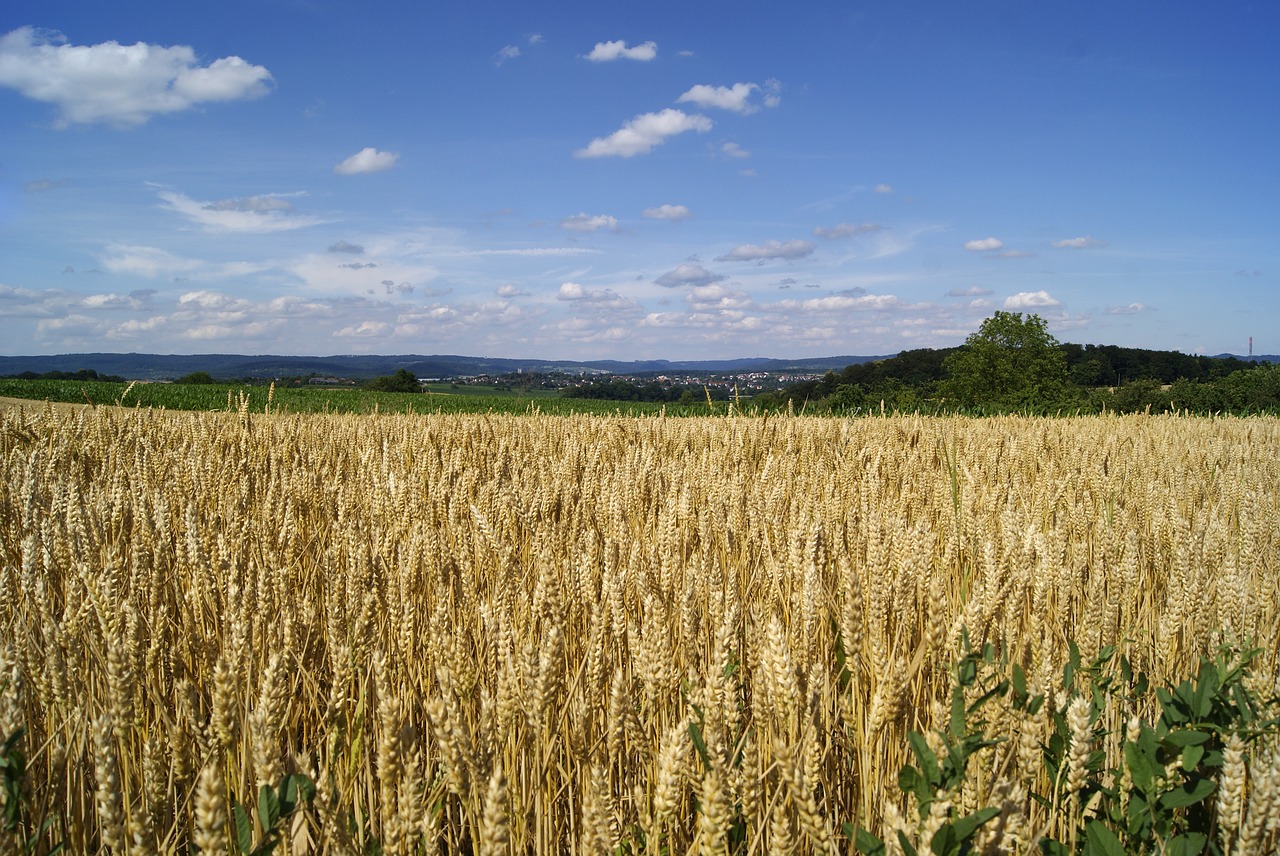 rye nature field free photo