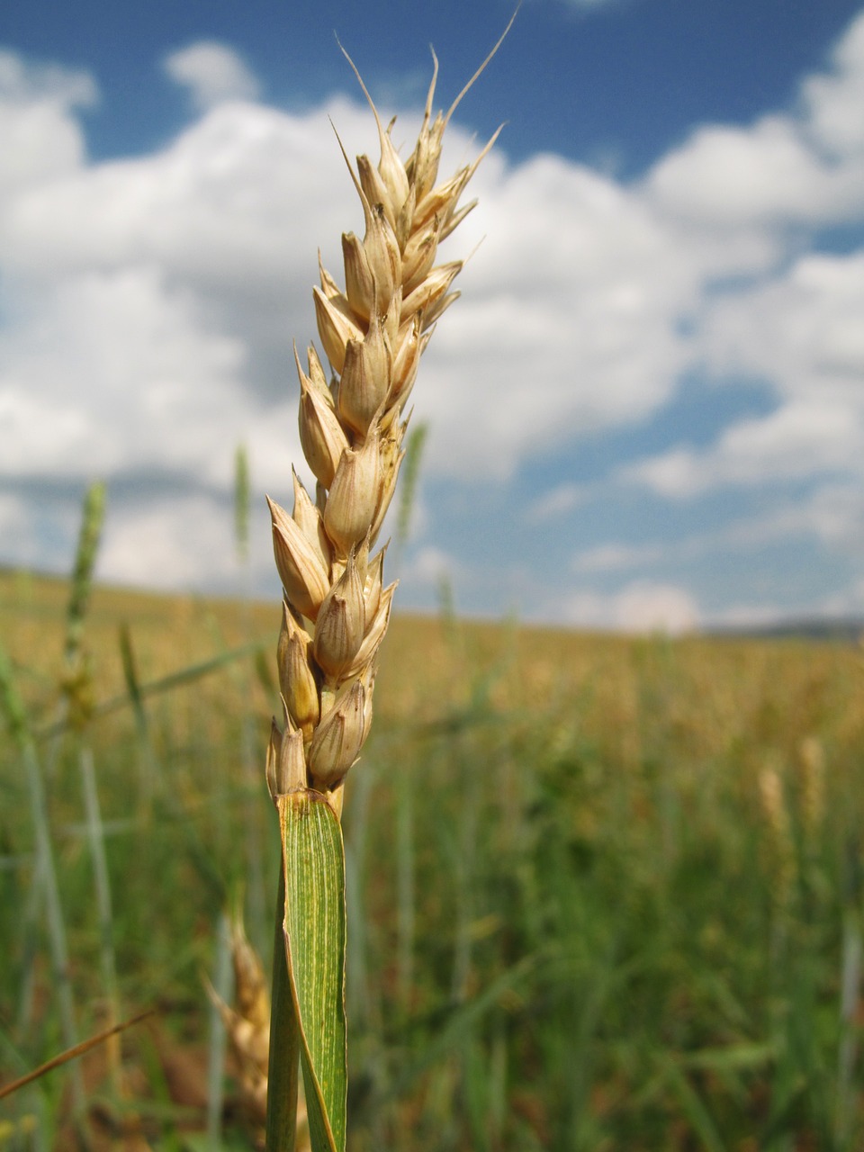 rye wheat harvest free photo