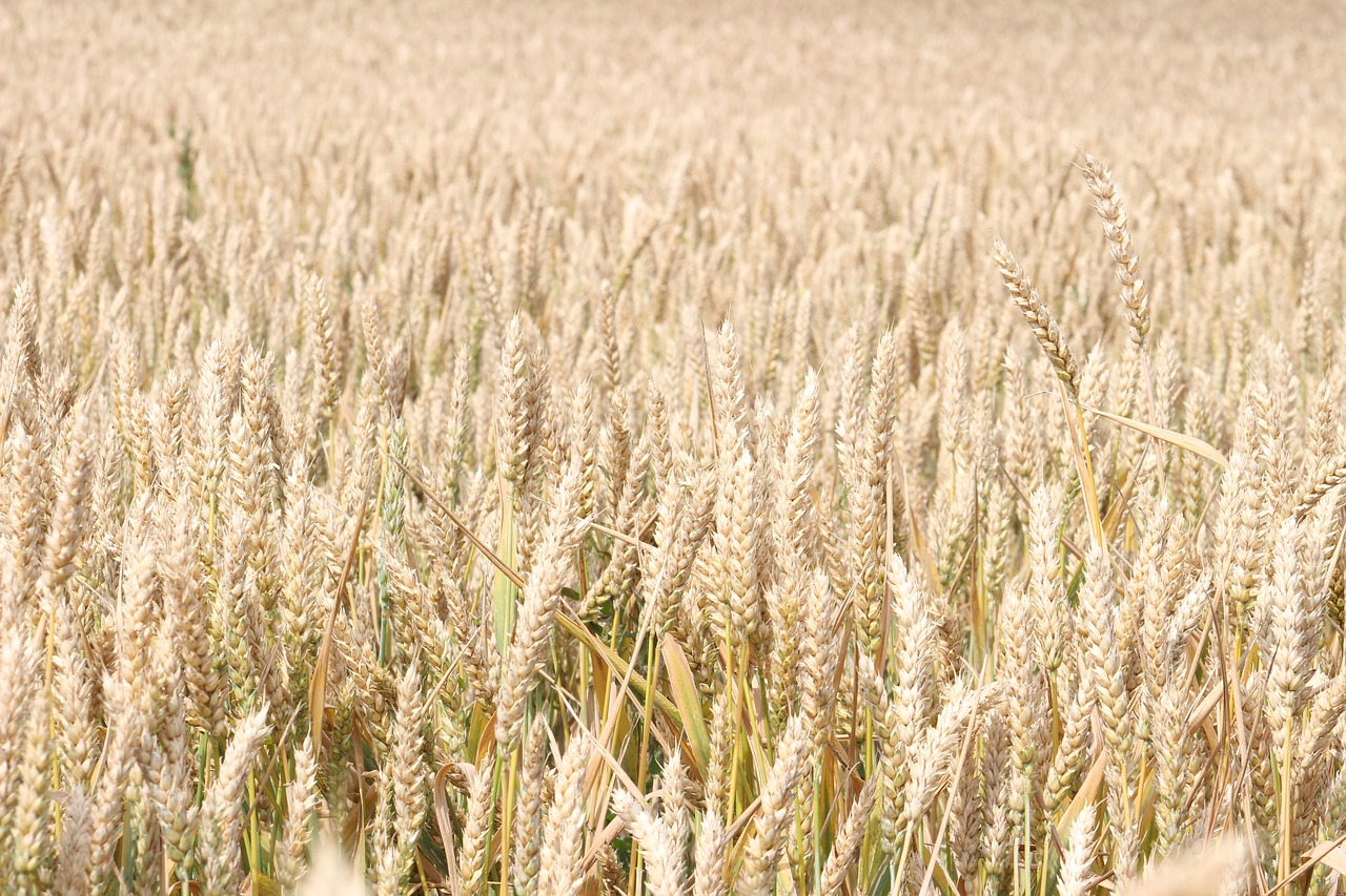 rye  field  summer free photo