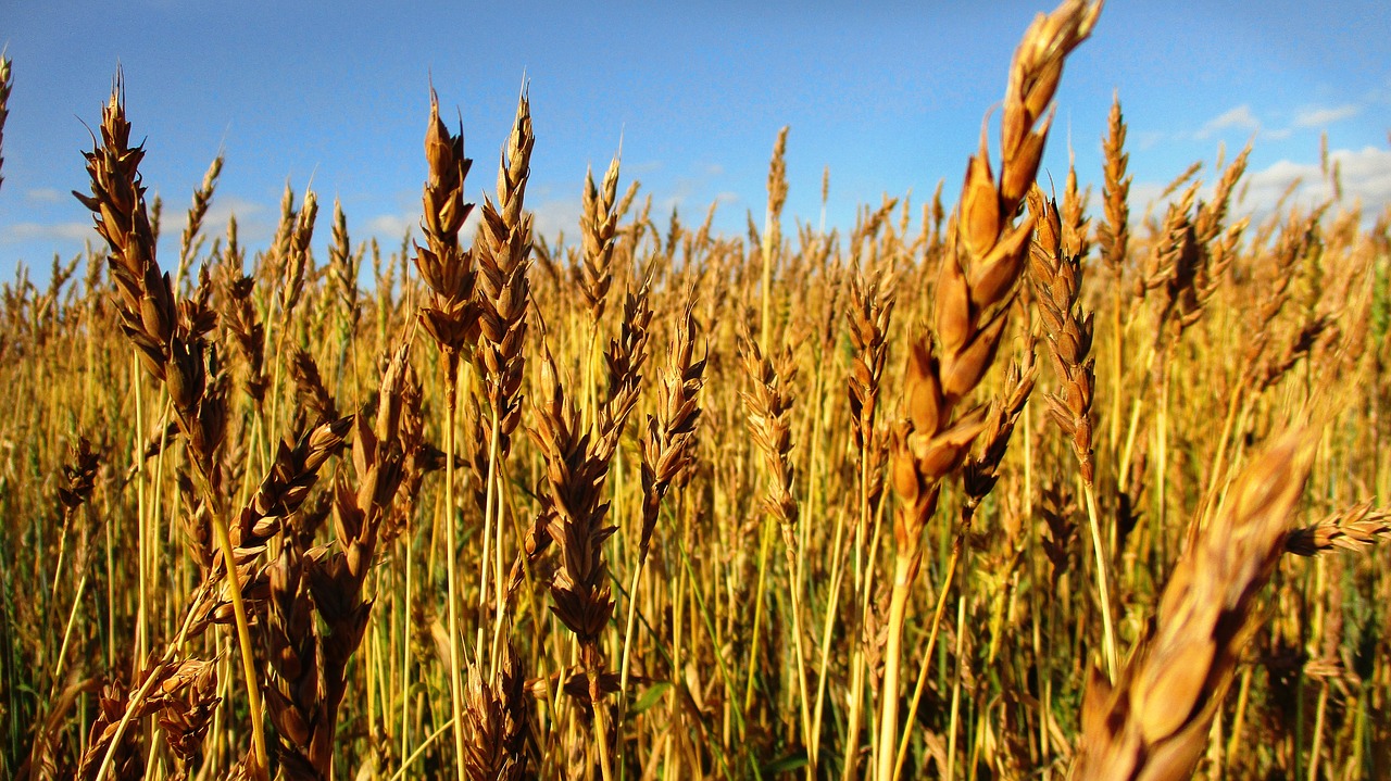 rye  wheat  kolos free photo