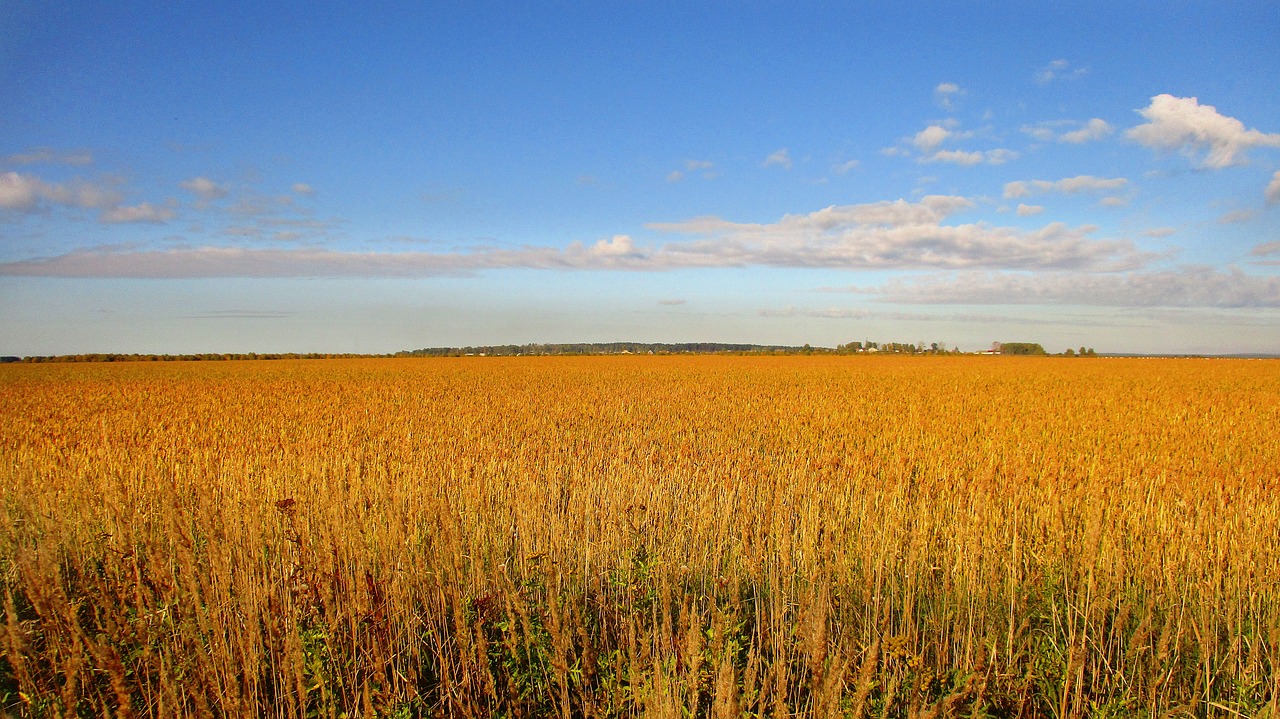 rye  wheat  kolos free photo