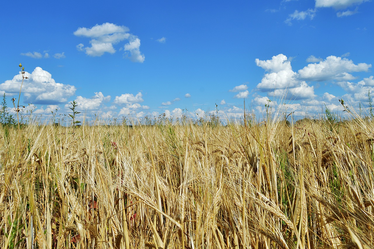 rye  field  land free photo