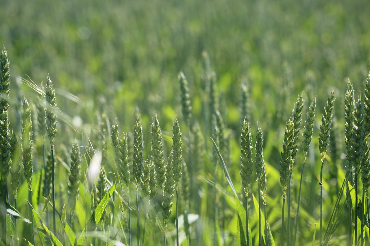 rye field plant free photo