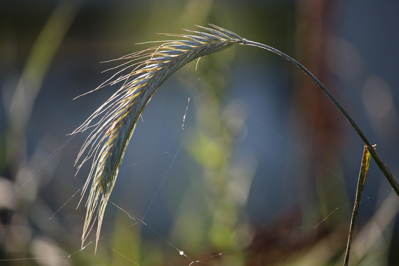 rye ear grass free photo