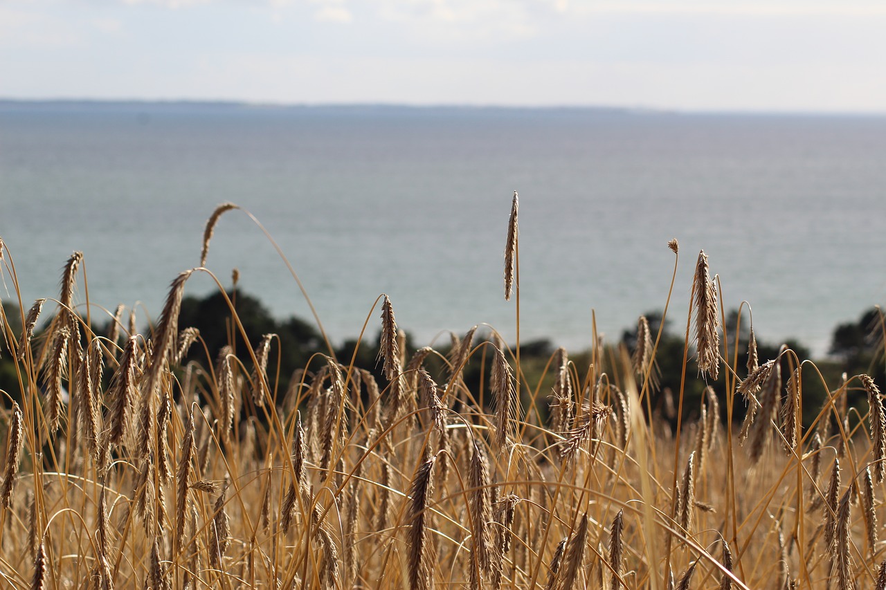 rye field sea denmark free photo