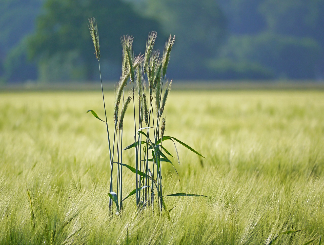rye in barley field outstanding spike free photo
